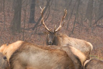 Lone Elk Park 12-28-07 0030.jpg
