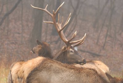 Lone Elk Park 12-28-07 0038.jpg
