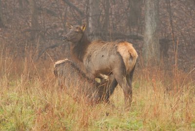 Lone Elk Park 12-28-07 0042.jpg