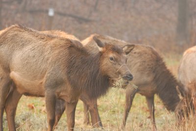 Lone Elk Park 12-28-07 0044.jpg