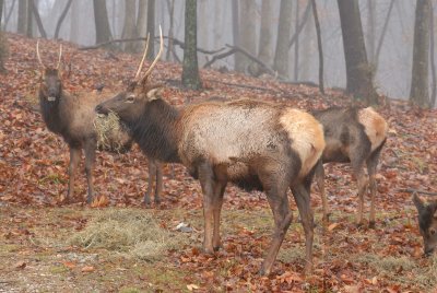 Lone Elk Park 12-28-07 0047.jpg