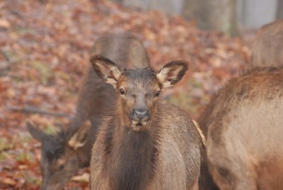 Lone Elk Park 12-28-07 0048.jpg