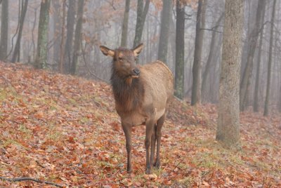 Lone Elk Park 12-28-07 0050.jpg
