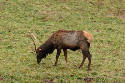 Lone Elk Park 12-28-07 0051.jpg