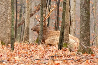 Lone Elk Park 12-28-07 0066.jpg
