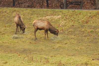 Lone Elk Park 12-28-07 0075.jpg