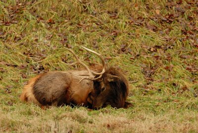 Lone Elk Park 12-28-07 0139.jpg