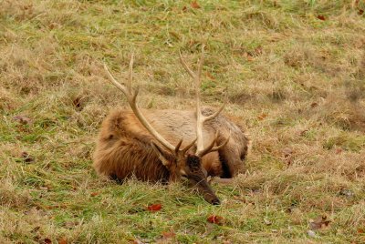 Lone Elk Park 12-28-07 0143.jpg