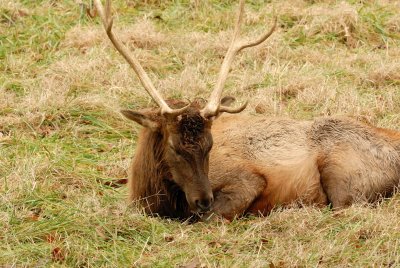 Lone Elk Park 12-28-07 0145.jpg