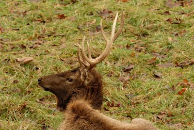 Lone Elk Park 12-28-07 0146.jpg