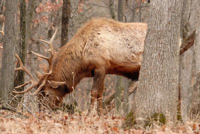Lone Elk Park 12-28-07 0150.jpg