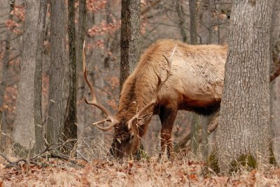 Lone Elk Park 12-28-07 0152.jpg