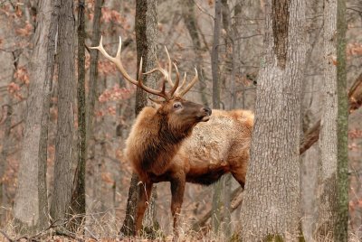 Lone Elk Park 12-28-07 0156.jpg