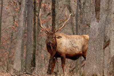 Lone Elk Park 12-28-07 0159.jpg
