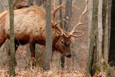 Lone Elk Park 12-28-07 0165.jpg