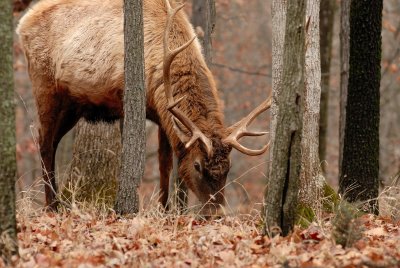 Lone Elk Park 12-28-07 0166.jpg