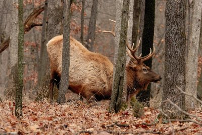 Lone Elk Park 12-28-07 0168.jpg