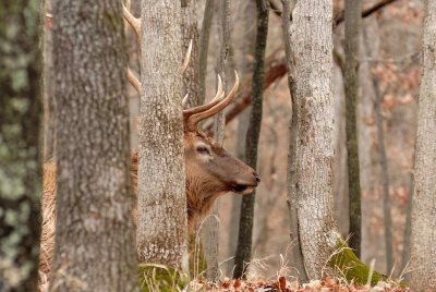 Lone Elk Park 12-28-07 0170.jpg