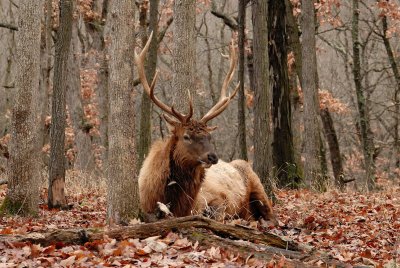 Lone Elk Park 12-28-07 0186.jpg