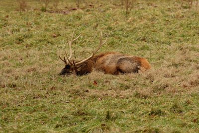 Lone Elk Park 12-28-07 0192.jpg