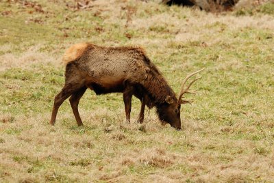 Lone Elk Park 12-28-07 0194.jpg