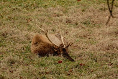 Lone Elk Park 12-28-07 0232.jpg