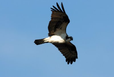 Galveston Island 1-13-08 0147.jpg