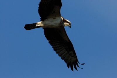 Galveston Island 1-13-08 0149.jpg