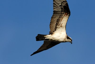 Galveston Island 1-13-08 0153.jpg