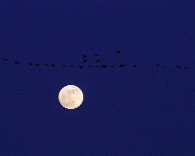 IMG_8962.jpg