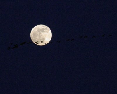 IMG_8964.jpg