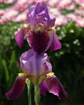 IMG_9633 edit.jpg