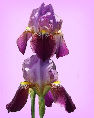 Iris