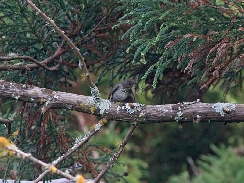 Grkindad skogstrast - Grey-Cheeked Thrush (Catharus minimus)
