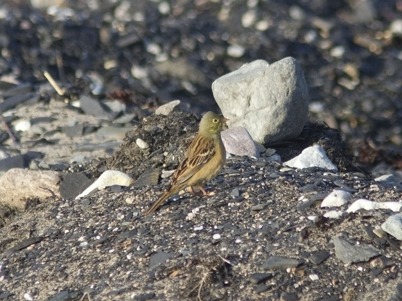 Ortolansparv - Ortolan Bunting (Emberiza hortulana)