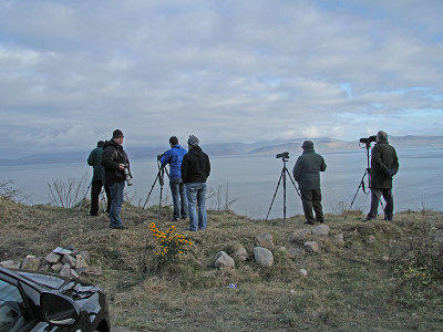 White-winged Scooter - twitchers