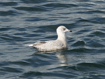 Vitvingad trut - Iceland Gull (Larus glaucoides)