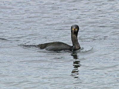 Toppskarv - European Shag (Phalacrocorax aristoteles)