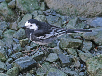 Engelsk sdesrla - Pied Wagtail (Motacilla alba yarrellii)