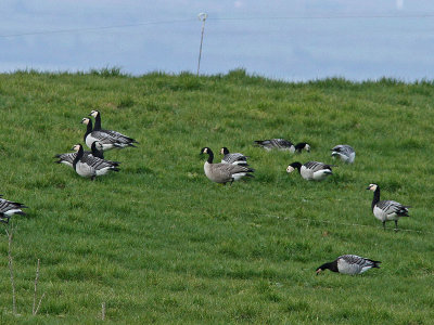 Dvrgkanadags - Cackling Goose (Branta hutchinsii)