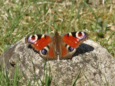 Pfgelga - European Peacock (Inachis io)