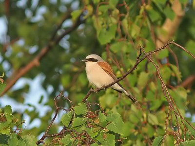 Trnskata - Red-backed Shrike (Lanius collurio)