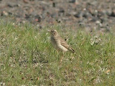 Fältpiplärka - Tawny Pipit (Anthus campestris)