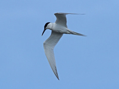 Kentsk tärna - Sandwich Tern (Sterna sandvicensis)