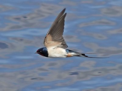 Ladusvala - Barn Swallow (Hirundo rustica)