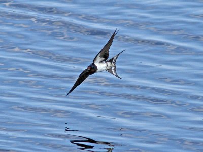 Ladusvala - Barn Swallow (Hirundo rustica)