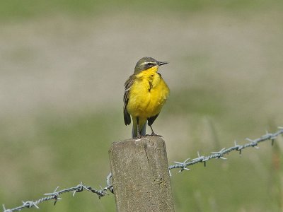 Gulärla - Yellow Wagtail (Motacilla flava)