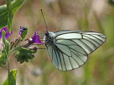 Hagtornsfjril - Black Veined White (Aporia crataegi)