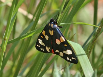 Flckig glansspinnare - Scarlet Tiger (Callimorpha dominula)