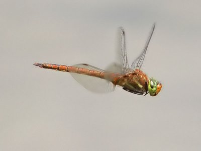 Kilflckslnda - Green-Eyed Hawker (Aeshna isoceles)